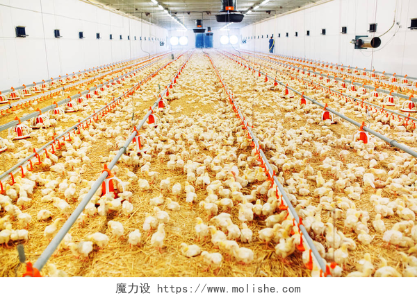 室内养鸡场喂养的小鸡室内养鸡场喂养的小鸡